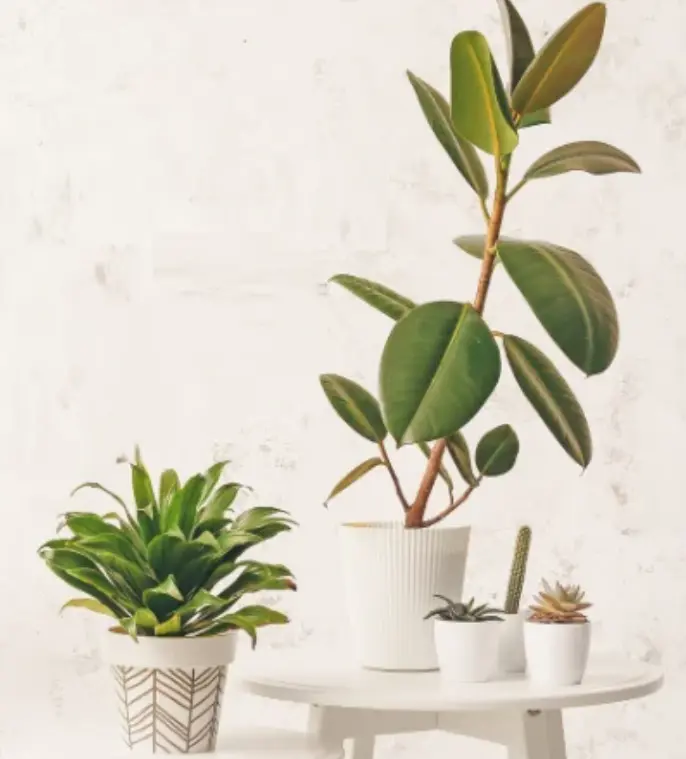 Potted plants arranged on a small white table